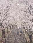 대구 북구청, 침산공원 벚꽃돌계단에서 꽃비 감상하세요