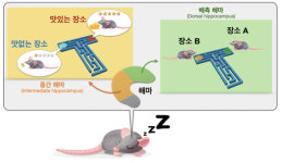 [지금은 과학] 좋은 추억, 맛집 기억…해마 작동원리 있었네
