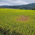성주군, 벼멸구 대발생 피해 우려…벼 농가 적극적인 예찰·방제 당부