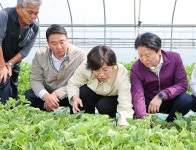 성주 참외 조수입 6000억시대…2년 연속 안정적 정착 완료