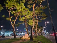 대구 동구 반야월삼거리 야간경관 개선…대구 진입관문 밝아졌다