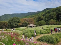 ‘눈꽃 정원’ 청주 낭성면 추정리 메밀꽃밭 연장 운영