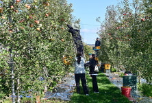 청송군, 가을철 일손돕기에 구슬땀