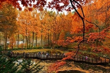 대전 장태산 자연휴양림 ‘2025-2026 한국관광 100선’에 선정