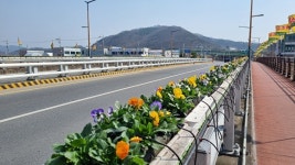 성주읍, 성산교 비올라 꽃다리 조성…관광객들에 봄향기 전해