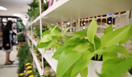 식목일 반려 식물 키워볼까⋯홈가드닝 시장 쑥