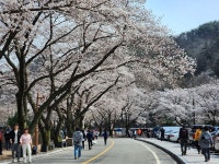 진안군, 올 봄 벚꽃엔딩은 진안 마이산에서