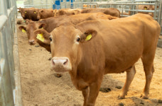 한우 한 마리당 161만원 손해⋯축산농가, 출하할 때마다 눈물