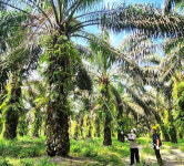 LX인터 사원들, 인도네시아 광산·팜 농장 체험…실제 현장, 피부로 이해