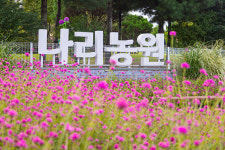 가을꽃 만나러 떠나요…경기도 가을꽃 여행지는?