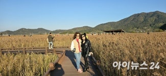 [포토] 금빛 갈대 출렁이는 순천만 절경