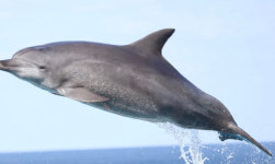 日 최장수 돌고래 오키짱, 51세로 생 마감