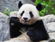 마지막 판다도 떠난다⋯日 쌍둥이 판다, 중국 반환 시점 앞당겨