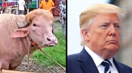 장난삼아 붙인 별명으로 대박⋯트럼프 판박이 물소 등장에 농장 북새통