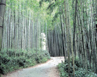 ［테마가 있는 주말여행］폭설이 세상 뒤덮는 날, 대숲으로 오라
