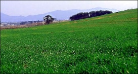 “보리밭 사잇길로 봄나들이를”