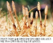 [숲이희망이다] 1. 숲의 탄생