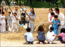［포토뉴스］도리깨 보리타작
