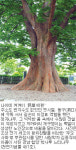 [숲이희망이다] 12. 마을 어른, 정자나무