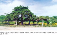 [숲이 희망이다］31. 인격이 부여된 나무들