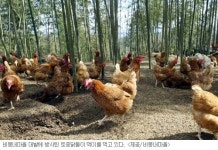 [그린 어메니티] 10. 경남 사천 비봉내 마을