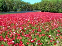 [전국은 지금]그네 뛰다 둘러보면 ‘향긋한 남원’