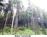 산병풍 아래 흐드러진 ‘산사의 봄’