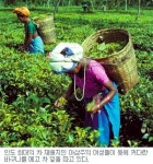 [세계 세계인］인도 茶농장 잇단 폭동