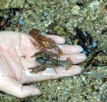 서울 남산서 가재 발견