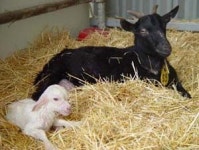 [한국의 복제기술］1. ‘이유있는’ 세계 최고