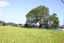 [그린 어메니티] 33. 경북 청도 성곡리