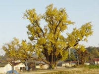 [그린 어메니티] 40. 강릉 복사꽃마을