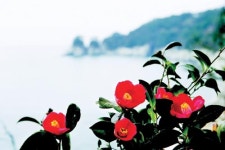 [우리산하를 다시 걷다］제2부－9. 거제 지심도의 동백 화신(花信)