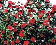 [우리산하를 다시 걷다］제2부－9. 거제 지심도의 동백 화신(花信)