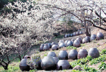 [新 그린어메니티］5. 광양시 다압면 매화마을