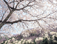 [트래블]장성 백양사 벚꽃 이달중순 만개