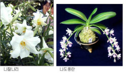 친환경 식물도 제자리가 있다