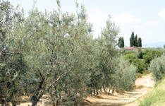 [그여자네 집]올리브유를 탐하다