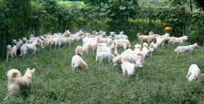 [新그린어메니티] 28. 경기 안성 풍산개마을