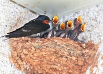 [커버스토리]제비도 떠났다, 이젠 사람 차례