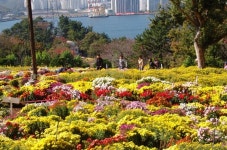[훌쩍 떠난다] 가을의 축복, 오색국화를 찾아 떠나다