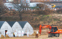 AI발생 함열 양계농가  “자식같은 것을…”  축사엔 절규만