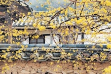 [트래블]수줍어 숨어 피었나…봉화 산수유 마을