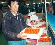 [한·미 FTA] 감귤농가 “분신이라도 하고 싶은 심정”