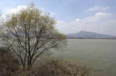 [한강을 걷다]강 끼고 걷기좋은 벚꽃 길