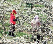 [포토에세이] 배꽃향기