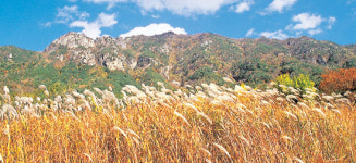[한국의 숲, 한국의 명산](27) 충남 금산군 서대산