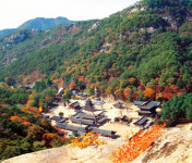 [한국의 숲, 한국의 명산](36)충북 보은·경북 상주 속리산