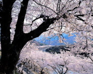 [문학이 태어나는 자리]⑪ 풍류-농염한 달빛에 겨워마음을 읊조리면그대로 한 편의 詩