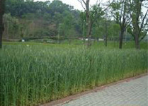 [쉼터]서수원 일월공원내 밀보리밭 자연학습장